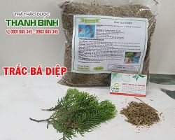 Mua bán trắc bá diệp tại quận 12 có tác dụng điều trị suy nhược thần kinh