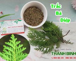 Mua bán trắc bá diệp tại quận Hà Đông hỗ trợ điều trị đàm thấp chỉ đới