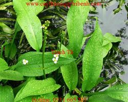 Mua bán trạch tả tại quận 9 có tác dụng điều trị bụng đầy trướng