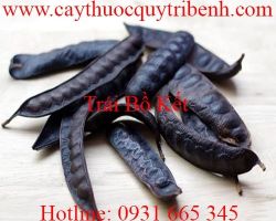 Mua bán trái bồ kết tại Hà Nội giúp tóc đen, óng mượt hiệu quả nhất