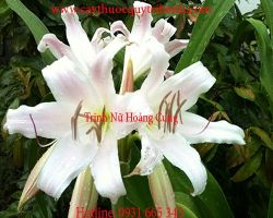 Mua bán trinh nữ hoàng cung tại Bình Phước điều trị u xơ tử cung