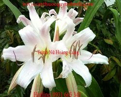 Mua bán trinh nữ hoàng cung tại quận Hoàn Kiếm điều trị u nang buồng trứng