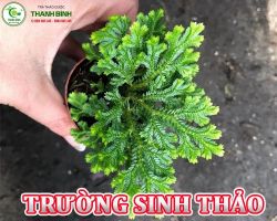Mua bán trường sinh thảo tại Hà Nội có công dụng viêm gan, viêm túi mật