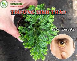 Mua bán trường sinh thảo tại quận Hoàn Kiếm hỗ trợ thanh nhiệt giải độc