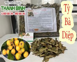 Mua bán tỳ bà diệp ở huyện Cần Giờ giúp điều trị ốm nghén rất tốt