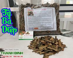 Mua bán tỳ bà diệp tại huyện Chương Mỹ có tác dụng giảm cảm giác khát