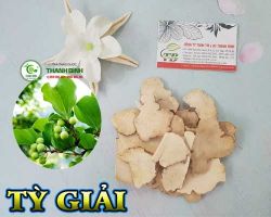 Mua bán tỳ giải ở quận Thủ Đức hỗ trợ  tăng cường chức năng cho thận