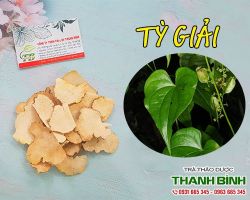 Mua bán tỳ giải tại huyện Ba Vì điều trị nhọt độc, giang mai