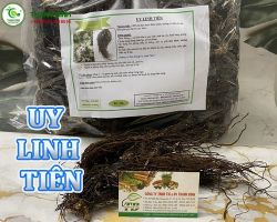 Mua bán uy linh tiên tại Bình Định có công dụng điều trị hóc xương cá an toàn