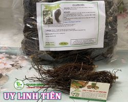Mua bán uy linh tiên tại Thái Nguyên hỗ trợ trị đau dây thần kinh hiệu quả