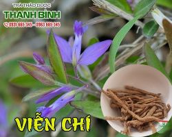 Mua bán viễn chí tại quận Đống Đa có tác dụng điều trị ho nhiều đờm