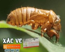 Mua bán xác ve tại quận 5 có công dụng chống viêm hiệu quả nhất