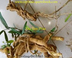 Mua bán xáo tam phân tại Long An có tác dụng điều hòa kinh nguyệt