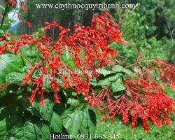 Mua bán xích đồng nam tại Kom Tom có tác dụng chữa vàng mắt hiệu quả