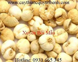 Mua bán xuyên bối mẫu ở huyện Cần Giờ trị các bệnh ho hiệu quả nhất