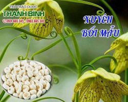 Mua bán xuyên bối mẫu tại huyện Ba Vì có tác dụng bổ phế, long đờm