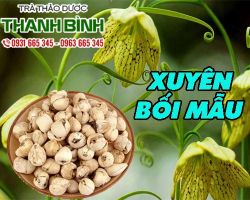Mua bán xuyên bối mẫu tại quận 10 điều trị cảm lạnh