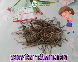 Mua bán xuyên tâm liên tại Hậu Giang có công dụng giúp cải thiện hệ tiêu hóa
