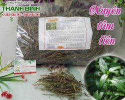 Mua bán xuyên tâm liên tại huyện Thanh Trì có tác dụng trị viêm amidan