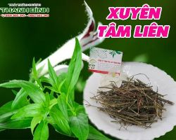 Mua bán xuyên tâm liên tại quận 10 có tác dụng chữa đau dạ dày tốt nhất