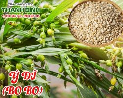 Mua bán ý dĩ (bo bo) tại quận 11 có tác dụng làm lành vết sẹo
