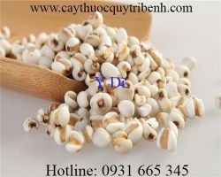 Mua bán ý dĩ tại Hà Nam giúp chữa trị bệnh phổi an toàn hiệu quả cao