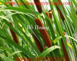 Mua bồ hoàng ở đâu tại tp hcm ???