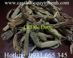 Mua cà độc dược ở đâu tại tp hcm ???