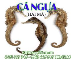 Mua cá ngựa (hải mã) ở đâu tại TPHCM ???
