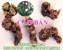Mua cảo bản ở đâu tại TPHCM ???