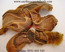 Mua cẩu tích giá rẻ uy tín chất lượng nhất ở đâu?