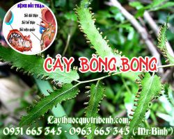Mua cây bòng bong ở đâu tại TPHCM???