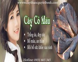 Mua cây cỏ máu ở đâu tại Tp Hcm ???