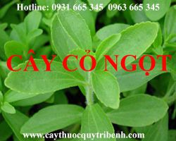 Mua cây cỏ ngọt ở đâu tại tphcm ???