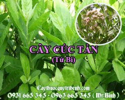 Mua cây cúc tần (từ bi) ở đâu tại TPHCM ???