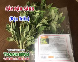 Mua cây đậu săng ở đâu tại TpHCM ???