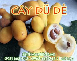 Mua cây dũ dẻ ở đâu tại TPHCM ???