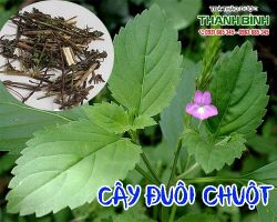 Mua cây đuôi chuột ở đâu nguyên chất tại TPHCM?