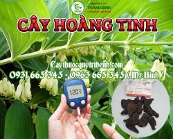 Mua cây hoàng tinh giá rẻ uy tín chất lượng nhất ở đâu tại TPHCM ?