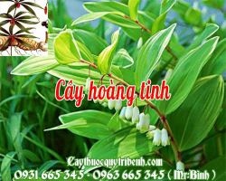 Mua cây hoàng tinh ở đâu tại TPHCM ???