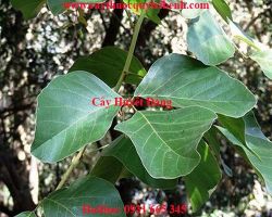 Mua cây huyết đằng ở đâu tại Tp Hcm ?