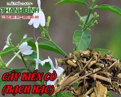 Mua cây kiến cò ở đâu tại Tp HCM?