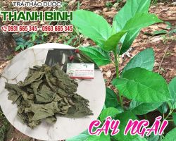 Mua cây ngái ở đâu tại TpHCM ???