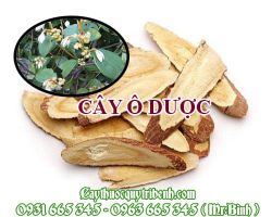 Mua cây ô dược ở đâu tại TPHCM ???