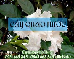 Mua cây quao nước ở đâu tại TPHCM ???