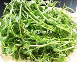 Mua cây rau đắng đất ở đâu tại tp hcm ???