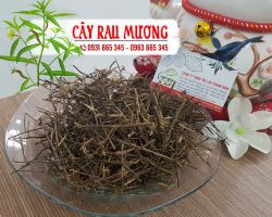 Mua cây rau mương ở đâu tại TPHCM ???