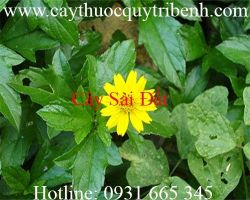 Mua cây sài đất giá rẻ uy tín chất lượng nhất ở đâu?