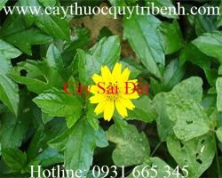 Mua cây sài đất ở đâu tại tp hcm ???