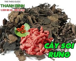 Mua cây sói rừng ở đâu nguyên chất uy tín tại TPHCM?